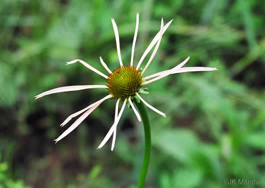 image of Echinacea laevigata, Smooth Coneflower, Smooth Purple Coneflower