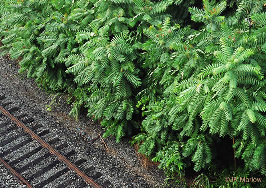 image of Ailanthus altissima, Ailanthus, Tree-of-heaven, Stink-tree