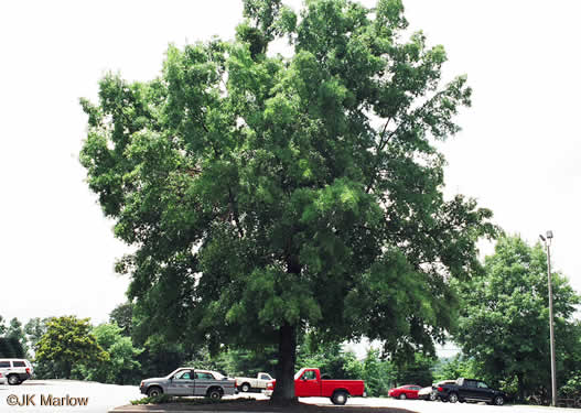 image of Quercus phellos, Willow Oak, "Pin Oak"