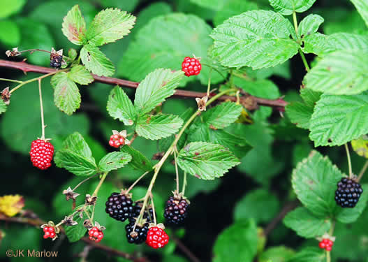 fruit of Rubus pensilvanicus, Pennsylvania Blackberry, Highbush Blackberry, Southern Blackberry