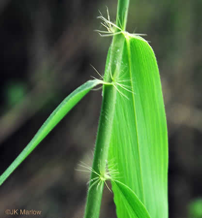 image of Arundinaria gigantea, River Cane, Giant Cane