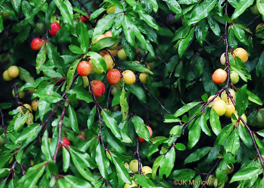 How do you identify sassafras trees?