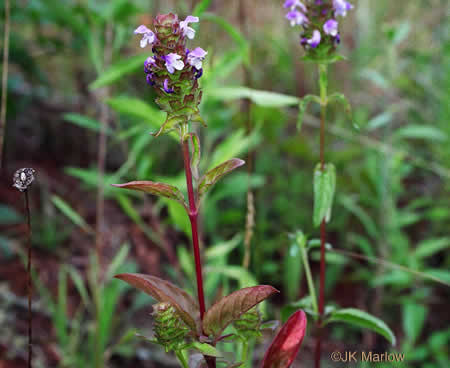 image of Prunella vulgaris var. lanceolata, American Heal-all, American Self-heal, Lance Selfheal