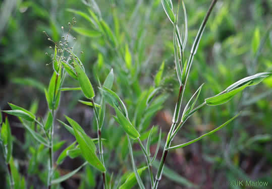 image of Dichanthelium acuminatum var. acuminatum, Woolly Witchgrass, Woolly Rosette Grass, Tapered Rosette Grass
