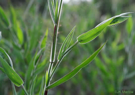 image of Dichanthelium acuminatum var. acuminatum, Woolly Witchgrass, Woolly Rosette Grass, Tapered Rosette Grass