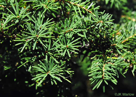 Tsuga caroliniana, Carolina Hemlock, Crag Hemlock