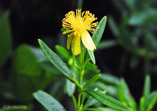 image of Hypericum prolificum, Shrubby St. Johnswort