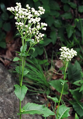image of Parthenium integrifolium var. integrifolium, Common Wild Quinine