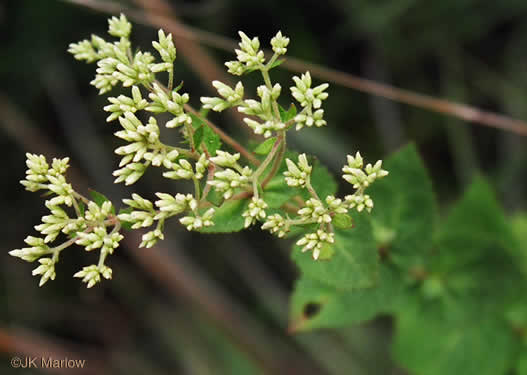 image of Eupatorium rotundifolium, Common Roundleaf Boneset, Common Roundleaf Thoroughwort, Common Roundleaf Eupatorium