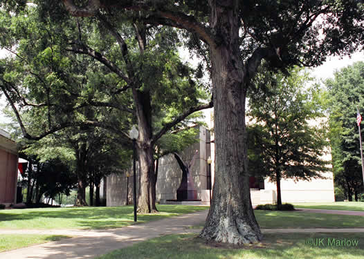 image of Quercus phellos, Willow Oak, "Pin Oak"