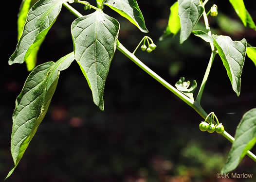fruit of Solanum emulans, Eastern Black Nightshade