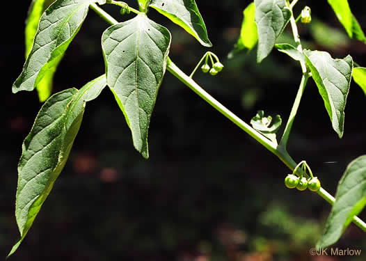 image of Solanum emulans, Eastern Black Nightshade