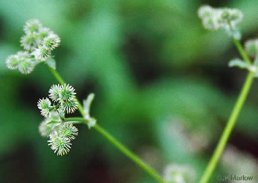 image of Sanicula canadensis var. canadensis, Canada Sanicle, Black Snakeroot, Canadian Black-snakeroot