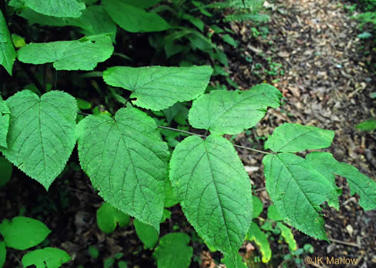 image of Aralia racemosa, Spikenard, Hungry-root