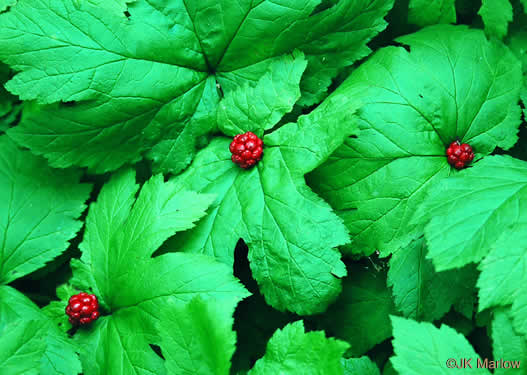 image of Hydrastis canadensis, Goldenseal