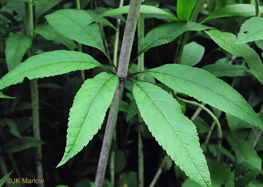 image of Eutrochium fistulosum, Hollow-stem Joe-pye-weed