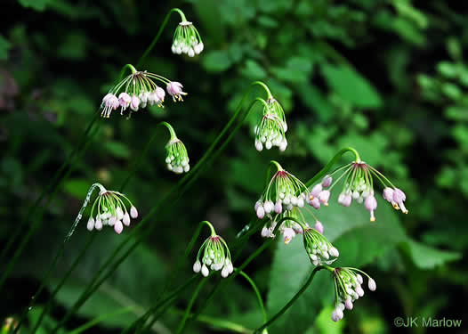 image of Allium cernuum, Nodding Onion, Nodding Wild Onion