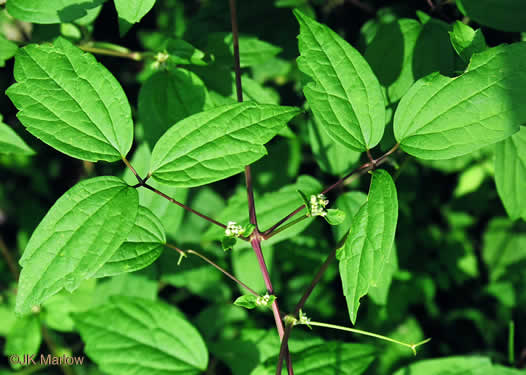 Clematis virginiana, Virgin's Bower