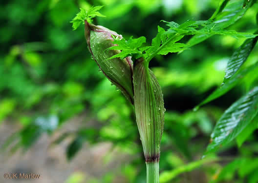 image of Angelica triquinata, Mountain Angelica, Appalachian Angelica, Filmy Angelica