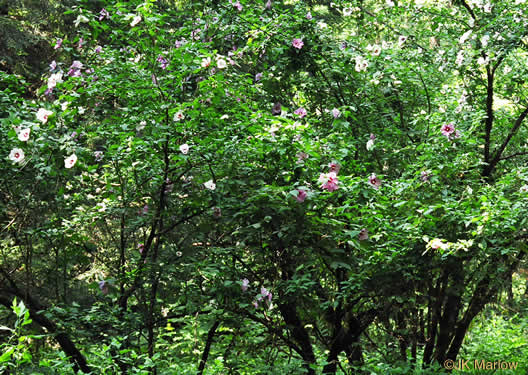 image of Hibiscus syriacus, Rose-of-Sharon, Althea