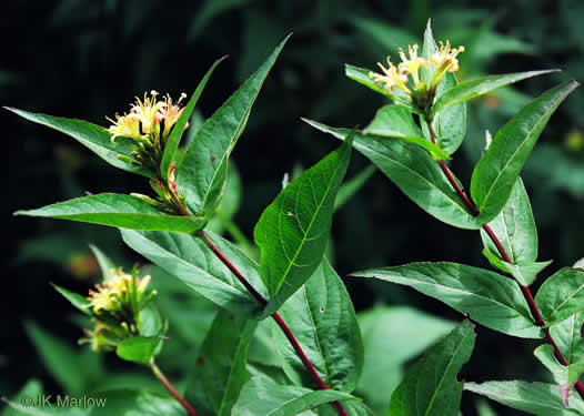 image of Diervilla sessilifolia, Smooth Southern Bush-honeysuckle