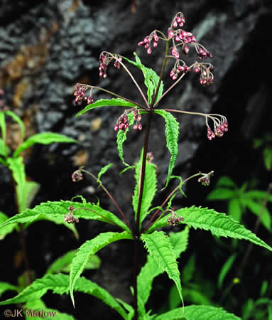 image of Eutrochium maculatum var. maculatum, Spotted Joe-pye-weed