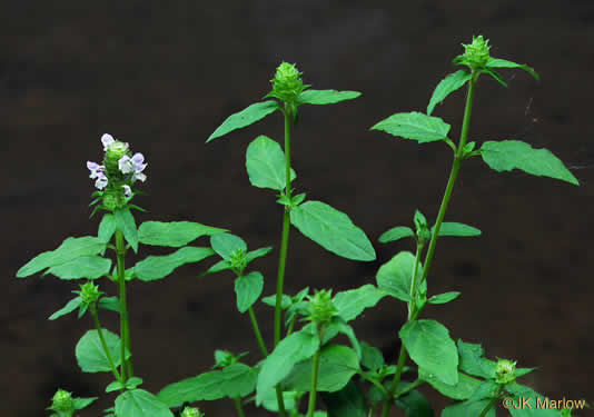 image of Prunella vulgaris var. vulgaris, Eurasian Self-heal, Eurasian Heal-all