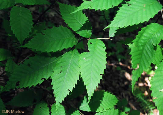 Castanea dentata, American Chestnut