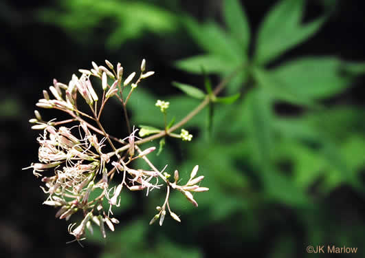 image of Eutrochium purpureum var. purpureum, Purple-node Joe-pye-weed, Sweet Joe-pye-weed