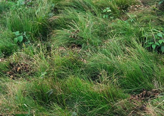 image of Carex pensylvanica, Pennsylvania Sedge, High Meadow Sedge