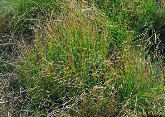 image of Carex pensylvanica, Pennsylvania Sedge, High Meadow Sedge