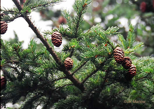 fruit of Picea rubens, Red Spruce, He Balsam