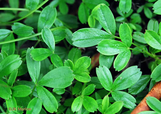 image of Sibbaldiopsis tridentata, Wineleaf Cinqefoil, Mountain Cinqefoil, Three-toothed Cinqefoil, Mountain White Potentilla