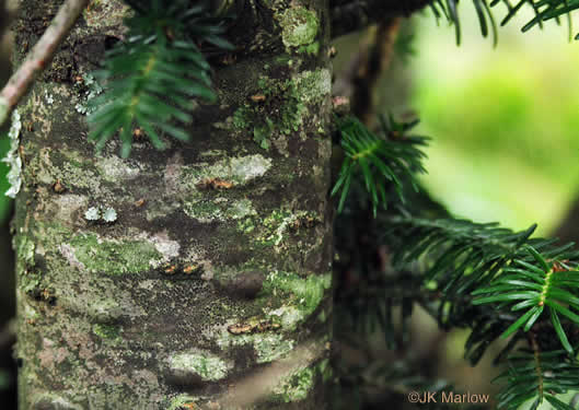 image of Abies fraseri, Fraser Fir, She Balsam, Southern Balsam