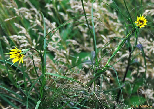 Tragopogon dubius, Vegetable-oyster, Yellow Salsify, Western Salsify, Yellow Goatsbeard