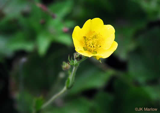 image of Geum radiatum, Mountain Avens, Appalachian Avens, Spreading Avens, Cliff Avens