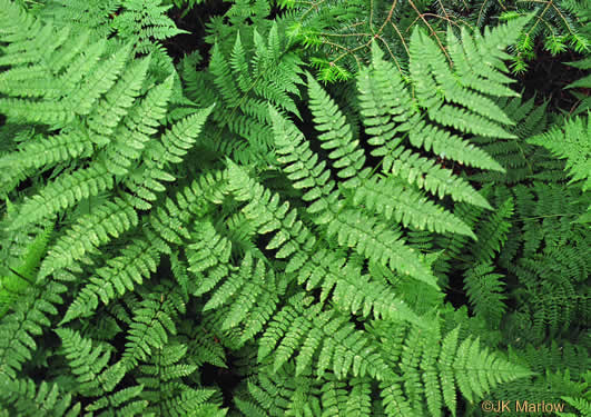 image of Dryopteris campyloptera, Mountain Woodfern