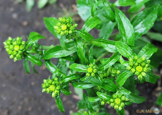 image of Solidago spithamaea, Blue Ridge Goldenrod