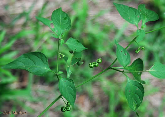 sepals or bracts of Solanum emulans, Eastern Black Nightshade