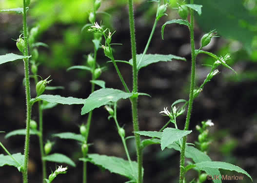 image of Lobelia inflata, Indian-tobacco, Pukeweed