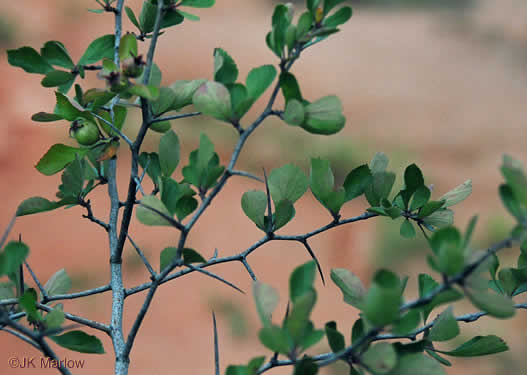 image of Crataegus munda, Dwarf Hawthorn, Restful Hawthorn, Neat Hawthorn