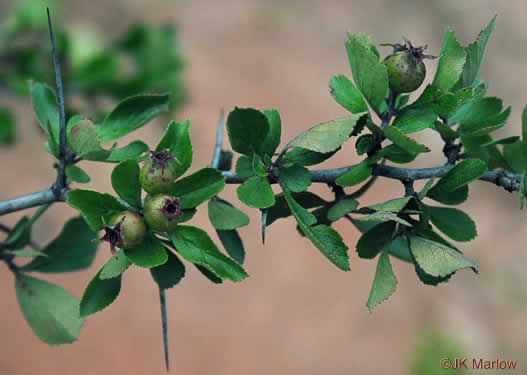 image of Crataegus munda, Dwarf Hawthorn, Restful Hawthorn, Neat Hawthorn