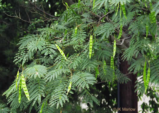 image of Albizia julibrissin, Mimosa, Silktree, Albizia