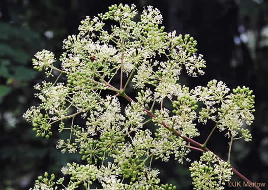 panicle