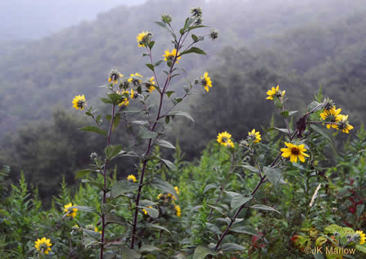 image of Helianthus resinosus, Hairy Sunflower, Resinous Sunflower, Gray Sunflower, Resindot Sunflower