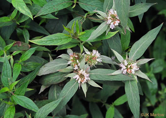 image of Pycnanthemum montanum, Appalachian Mountain-mint, Thinleaf Mountain-mint