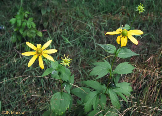 image of Rudbeckia laciniata var. humilis, Blue Ridge Cutleaf Coneflower