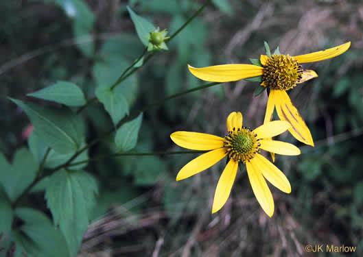 image of Rudbeckia laciniata var. humilis, Blue Ridge Cutleaf Coneflower