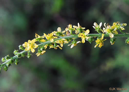 image of Agrimonia parviflora, Southern Agrimony, Small-flowered Agrimony, Harvestlice