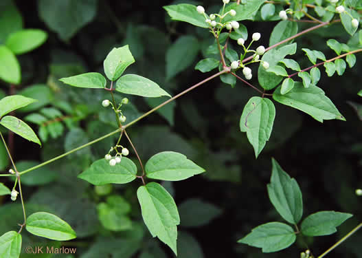 image of Clematis virginiana, Virgin's Bower